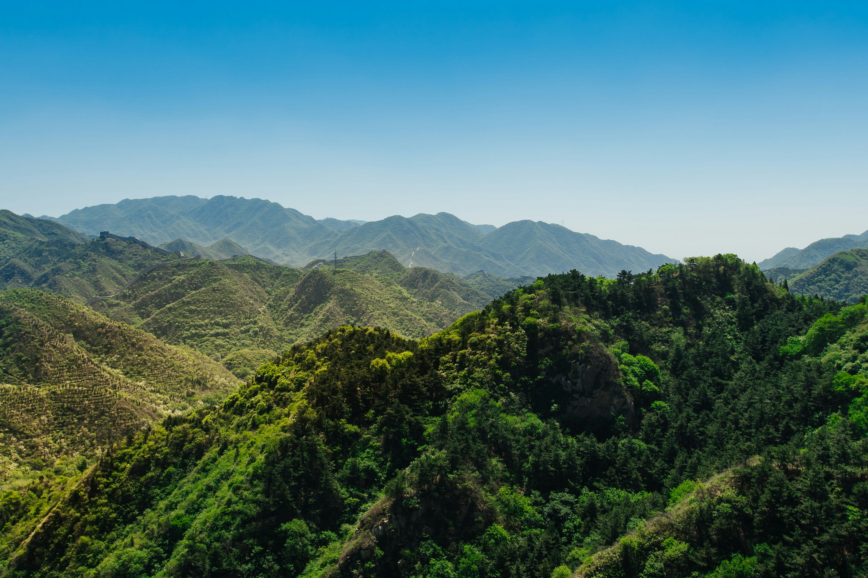 birds eye view of forest